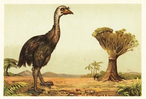 Giant Moa and Dragon Tree by Unbekannter Künstler