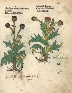 Globe artichoke, Cynara cardunculus var. scolymus, and wild thistle, Carduus sylvestris