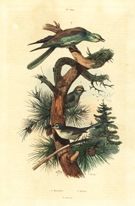 Goldcrests and European roller