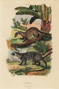 Golden Palm Civet and Asian Palm Civet by Unbekannt