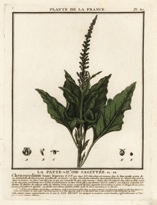 Good-King-Henry