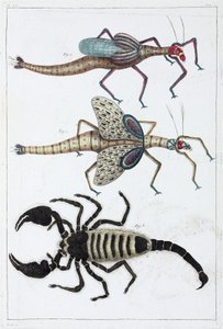 Grasshoppers and scorpion by Unbekannt