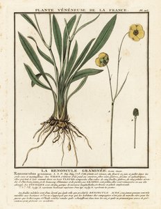 Grassy-leaved buttercup