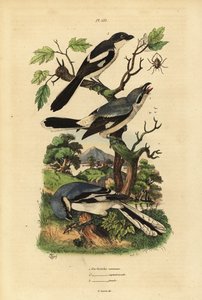 Great grey shrike, Lanius excubitor, grey-backed fiscal, Lanius excubitoroides, and fiscal shrike, Lanius collaris by Unbekannt