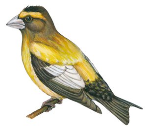 Evening grosbeak (Coccothraustes vespertinus) by Unbekannter Künstler