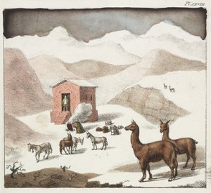 Guanacos, Valley of the Cuevas, Andes Mountains, Chile by Unbekannter Künstler