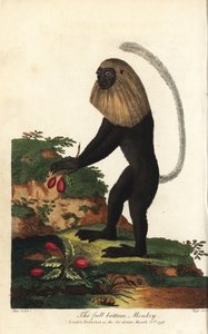Guereza of Angola or Angolan black and white colobe by Unbekannter Künstler