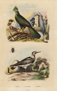 Guinea turaco and Eurasian wryneck