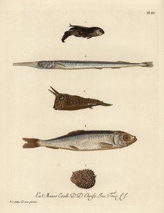 Gurnard, needlefish, longhorn cowfish, herring, and few-spined porcupinefish
