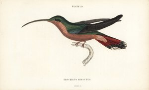 Hairy-legged hummingbird, Glaucis hirsutus (Rufos-breasted hermit, Trochilus hirsutus). Handcoloured steel engraving from Sir William Jardine