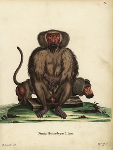 Hamadryas baboon