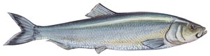 Atlantic herring (Clupea harengus)