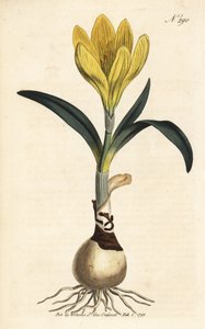 Harvester - Autumn daffodil, Sternbergia lutea (Yellow amaryllis, Amaryllis lutea) - Handcoloured copperplate engraving from William Curtis