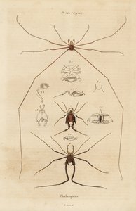Harvestmen, harvesters or daddy longlegs, Opiliones species