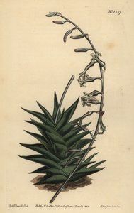 Haworthia viscosa (Stiff leaved aloe)