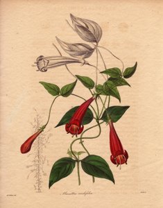 Heart Leaf Manettia (Manettia cordifolia), Illustration by Augusta Innes Withers