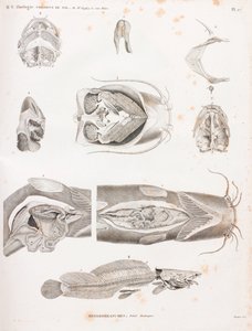 Heterobranches, Anatomic Details by Unbekannt