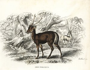 Hog deer, Axis porcinus, endangered. Handcoloured lithograph by Gebhart from Georg Friedrich Treitschke