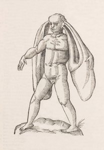 Homo fanesius auritus by Unbekannt