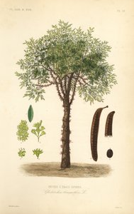 Honey locust or thorny locust tree