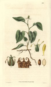 Houttuynia has white flowers, with details of fruits, pistil and etamines. Illustration by William Jackson Hooker