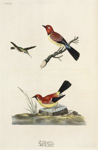 Hummingbird, Chaffinch and Wagtail