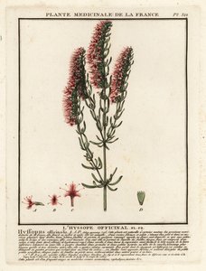 Hyssop, Hyssopus Officinalis