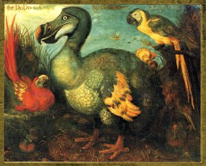 Illustration of Raphus Cucullatus (Dodo of Mauritius, Dronte) by Unbekannt