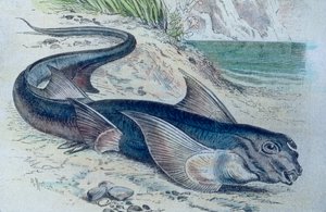 Illustration of a Chimaera (Hydrolagus colliei)