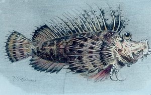 Illustration of a Crest Fish (Lophotidae)