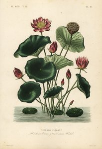 Indian lotus
