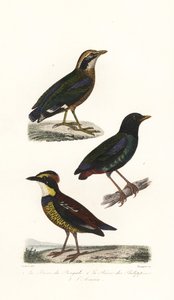 Indian pitta, hooded pitta and Javan banded pitta
