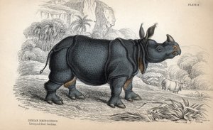 Indian rhinoceros (Rhinoceros unicornis or indicus), endangered species. Copper engraving by William Lizars, based on a drawing by James Stewart, published in the Naturalist Library: mammals, pachyderms and quadrupeds with fine skin, edited by W. H. Lizars