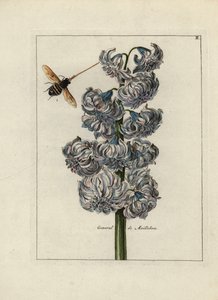 Jacinth with a bee by Unbekannter Künstler