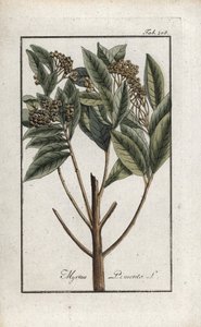 Jamaican Pepper or Four Spice or Giroflee Pepper (Pimenta dioica). Lithograph from 