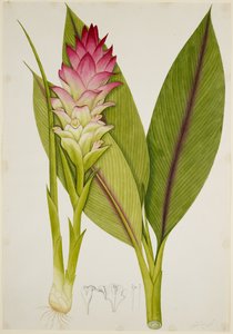 Java Turmeric, Temu Lawak by Unbekannter Künstler
