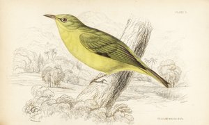 Javan White Eye, Zosterops flavus (Yellow White Eye, Zosterops flava) by Unbekannter Künstler