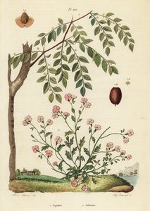 Jujube or Chinese Date, Ziziphus Jujuba 1, and Virginia Stock, Malcolmia Maritima 2 by Unbekannt