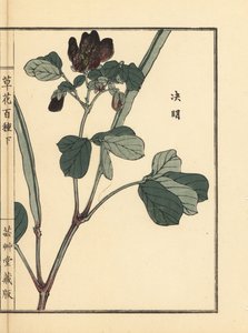 Ketsumei, Chinese senna or sicklepod, Senna obtusifolia. Handcoloured woodblock print by Kono Bairei from Kusa Bana Hyakushu (One Hundred Varieties of Flowers), Tokyo, Yamada