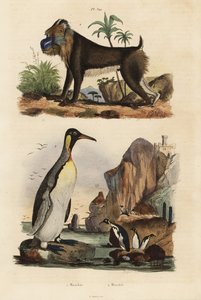 King penguin and mandrill by Unbekannt