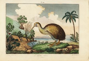 Kiwi bird
