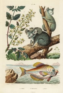 Koala, Phascolarctos Cinereus 1,2, Varnish Tree, Koelreuteria Paniculata 3, and Indian Humphead, Kurtus Indicus 4 by Unbekannt