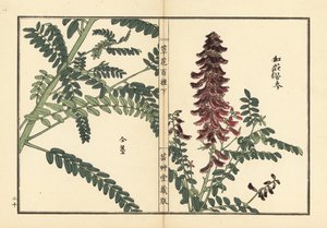 Kouka or kujin, Sophora flavescens. Root used in Chinese medicine as ku shen. Handcoloured woodblock print by Kono Bairei from Kusa Bana Hyakushu (One Hundred Varieties of Flowers), Tokyo, Yamada