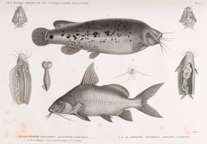Le Malapterure Electrique & Le Pimelode Synodonte by Unbekannt