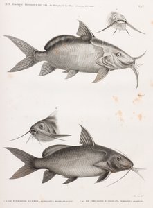 Guemel Pimelode and Scheilan Pimelode by Unbekannt
