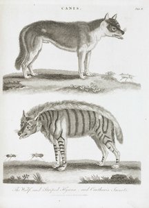 The Wolf and the Striped Hyena and Cantharis Insects