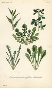 Leaf vegetables by Unbekannt