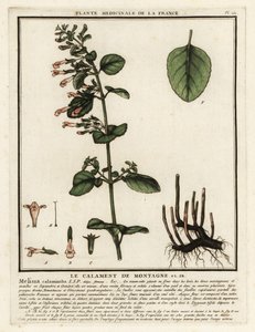 Lesser Calamint, Clinopodium nepeta