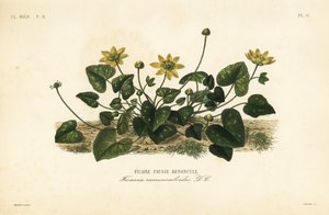 Lesser celandine or pilewort by Unbekannt
