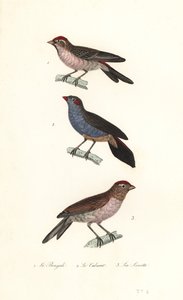 Lesser redpoll, red-cheeked cordonbleu and common linnet